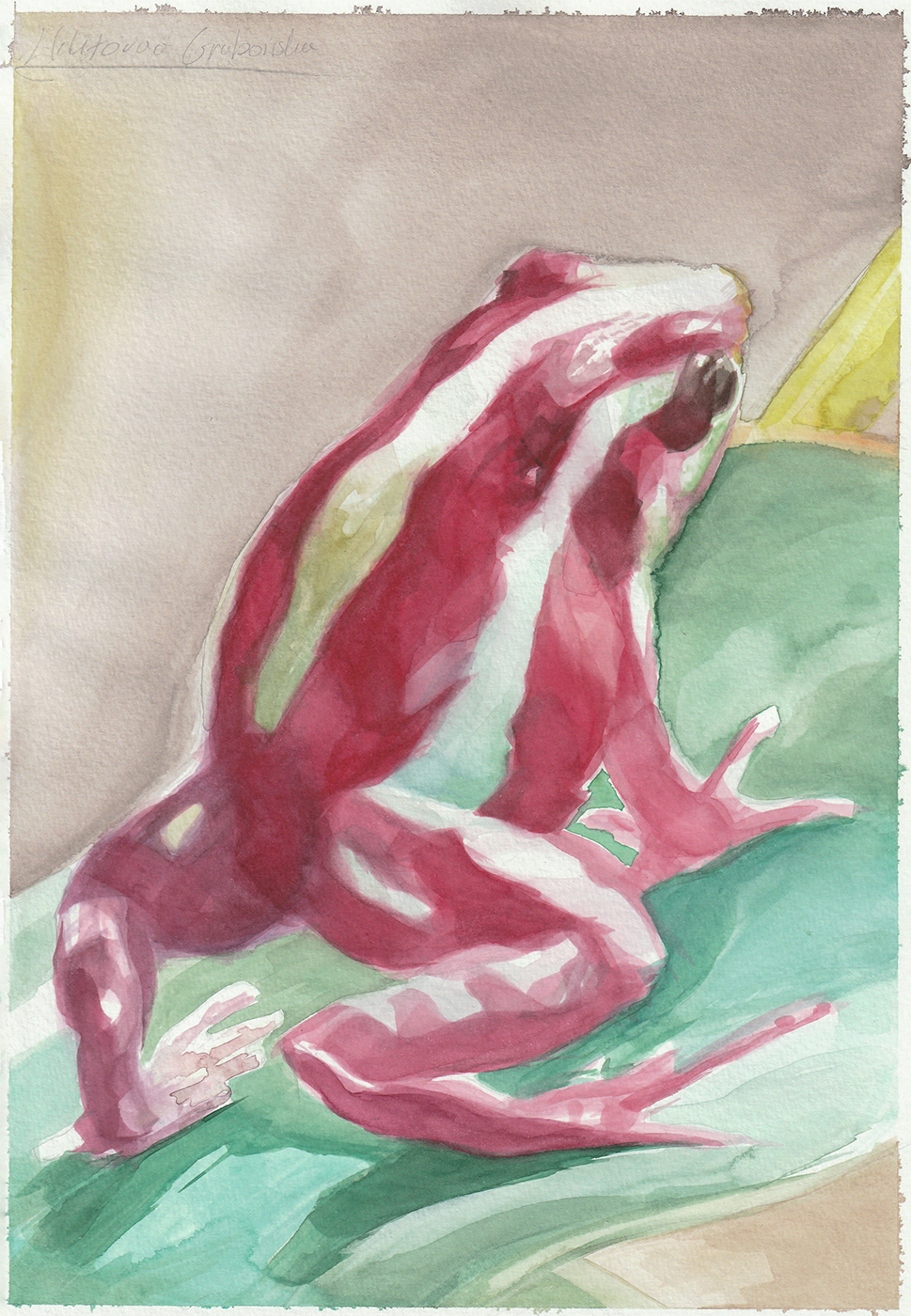 Red frog watercolor