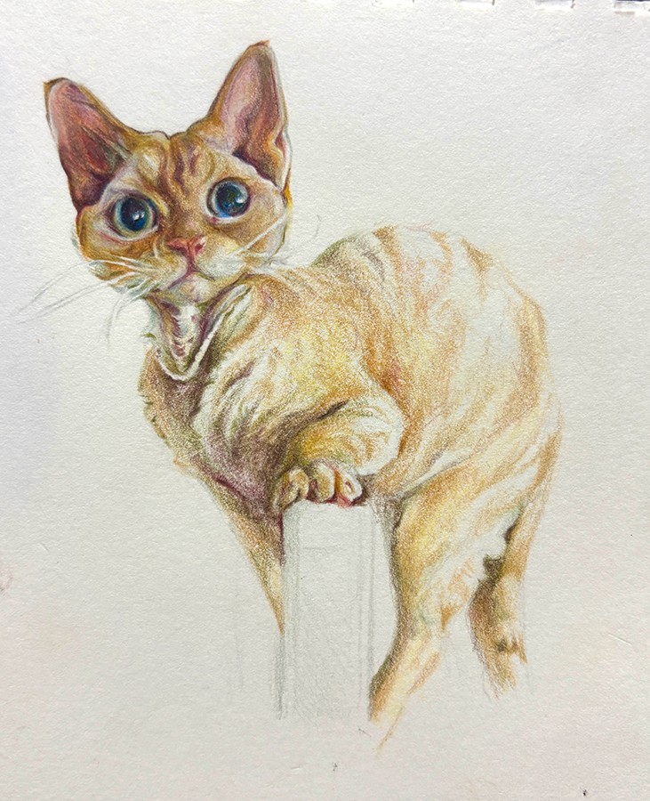 drawing of a cat